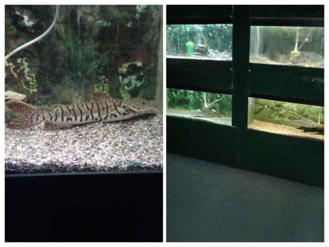 Pejerreyes en el Acuario