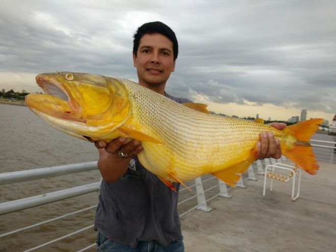 Dorado de 4,500 Kg