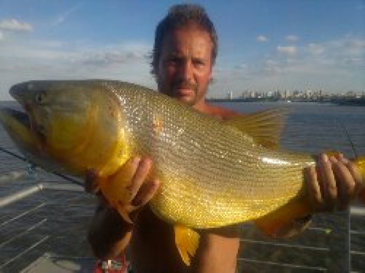 Gabriel Arosa, dorado 5,850 Kgs