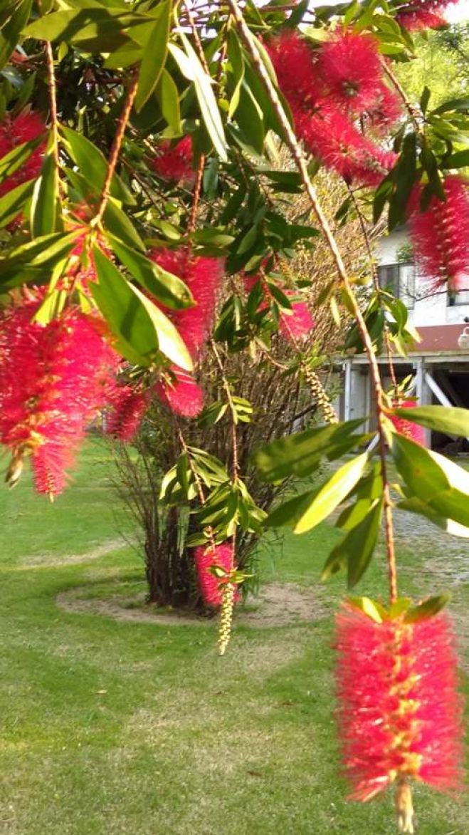 Llegó la primavera al Guazú