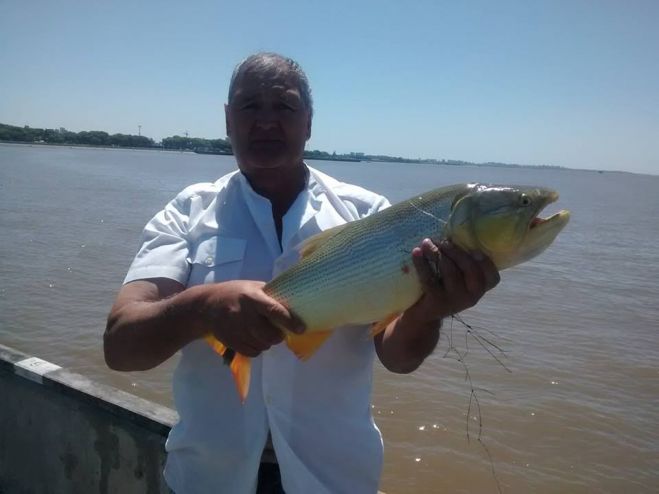 Dorado