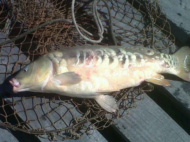 Salvador Marando: Carpa Real de 6,5 Kg