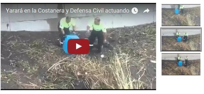 Captura de una yarará por Defensa Civil